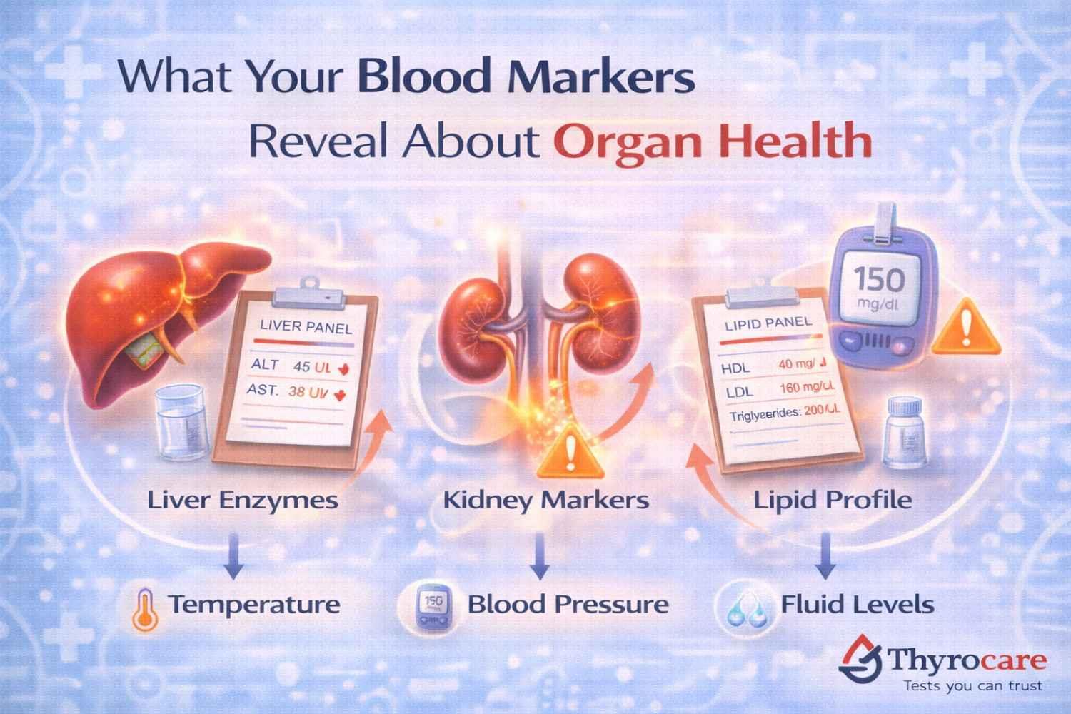 What Your Blood Markers Reveal About Organ Health