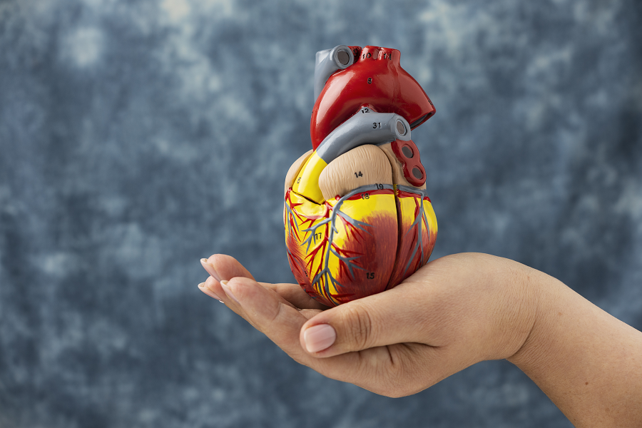 Heart Rate vs Blood Pressure: What’s the Difference and Why It Matters