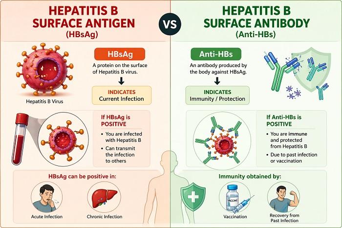 Hepatitis B Surface Antigen vs Antibody